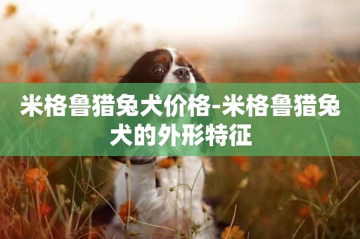 米格魯獵兔犬價格-米格魯獵兔犬的外形特征