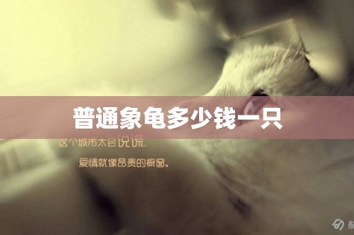 普通象龜多少錢一只