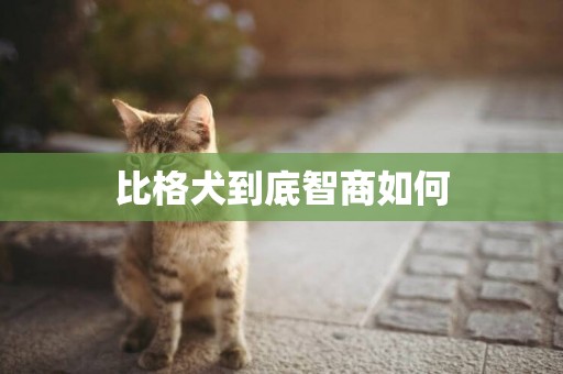 比格犬到底智商如何