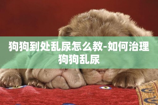 狗狗到處亂尿怎么教-如何治理狗狗亂尿