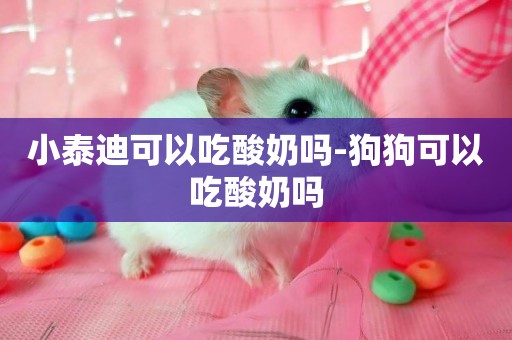 小泰迪可以吃酸奶嗎-狗狗可以吃酸奶嗎
