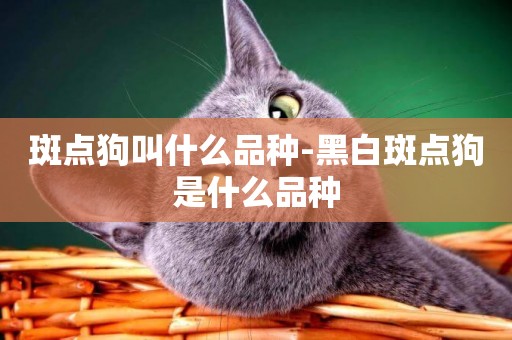 斑點狗叫什么品種-黑白斑點狗是什么品種