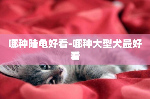 哪種陸龜好看-哪種大型犬最好看