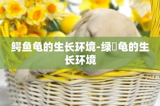 鱷魚龜的生長環境-綠蠵龜的生長環境