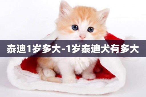 泰迪1歲多大-1歲泰迪犬有多大