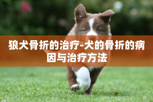 狼犬骨折的治療-犬的骨折的病因與治療方法
