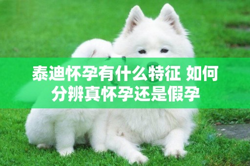 泰迪懷孕有什么特征 如何分辨真懷孕還是假孕