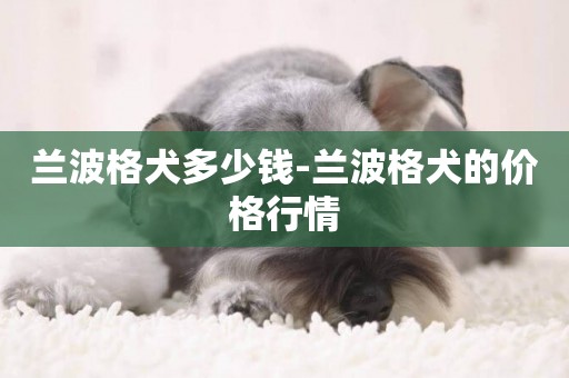 蘭波格犬多少錢-蘭波格犬的價格行情