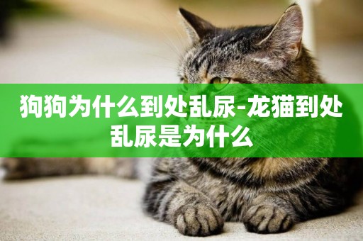 狗狗為什么到處亂尿-龍貓到處亂尿是為什么