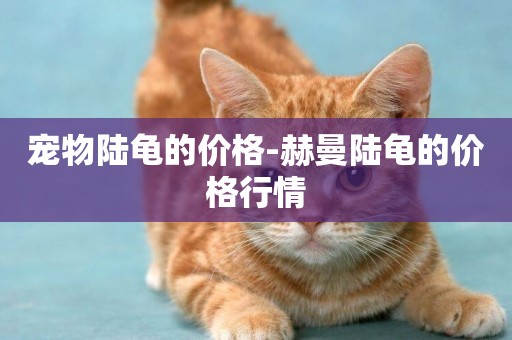 寵物陸龜的價格-赫曼陸龜的價格行情