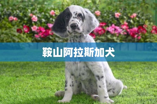 鞍山阿拉斯加犬