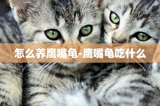 怎么養鷹嘴龜-鷹嘴龜吃什么