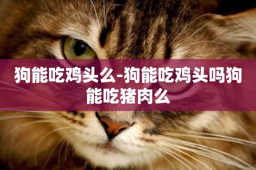 狗能吃雞頭么-狗能吃雞頭嗎狗能吃豬肉么