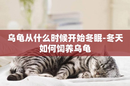 烏龜從什么時候開始冬眠-冬天如何飼養烏龜