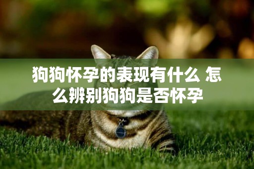 狗狗懷孕的表現有什么 怎么辨別狗狗是否懷孕