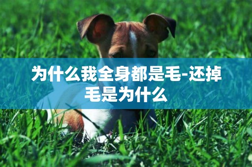 為什么我全身都是毛-還掉毛是為什么