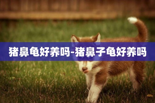 豬鼻龜好養嗎-豬鼻子龜好養嗎