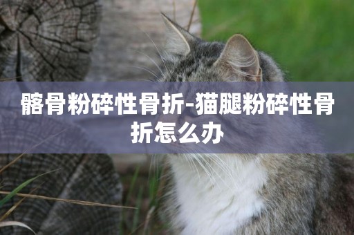 髂骨粉碎性骨折-貓腿粉碎性骨折怎么辦