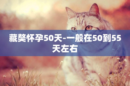 藏獒懷孕50天-一般在50到55天左右