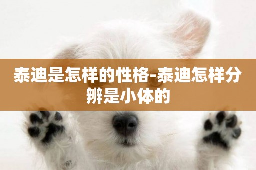 泰迪是怎樣的性格-泰迪怎樣分辨是小體的
