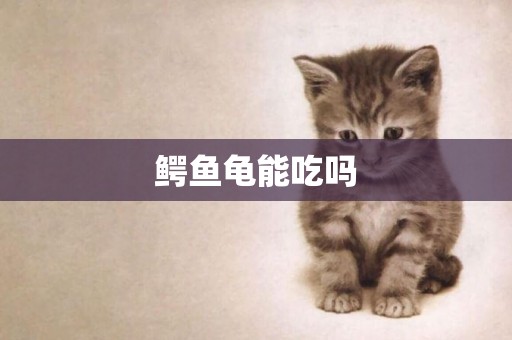 鱷魚龜能吃嗎