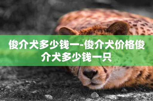 俊介犬多少錢一-俊介犬價格俊介犬多少錢一只