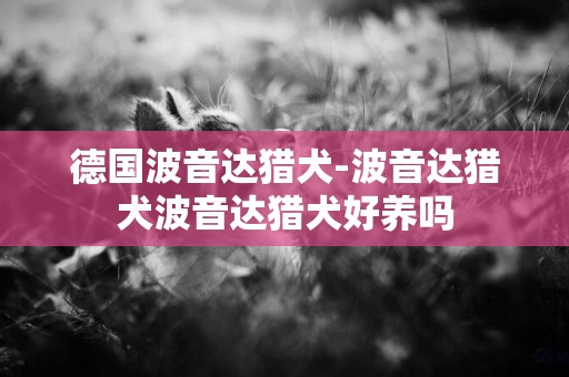 德國波音達獵犬-波音達獵犬波音達獵犬好養嗎