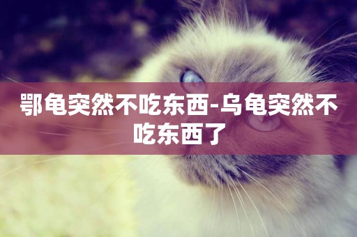 鄂龜突然不吃東西-烏龜突然不吃東西了