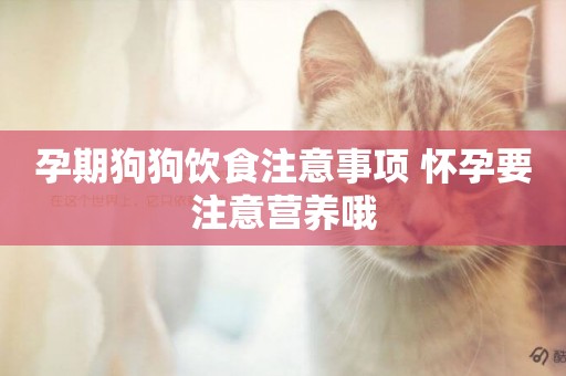 孕期狗狗飲食注意事項 懷孕要注意營養哦