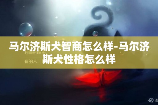 馬爾濟斯犬智商怎么樣-馬爾濟斯犬性格怎么樣