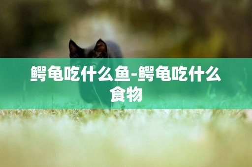 鱷龜吃什么魚-鱷龜吃什么食物