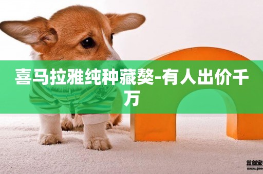 喜馬拉雅純種藏獒-有人出價千萬