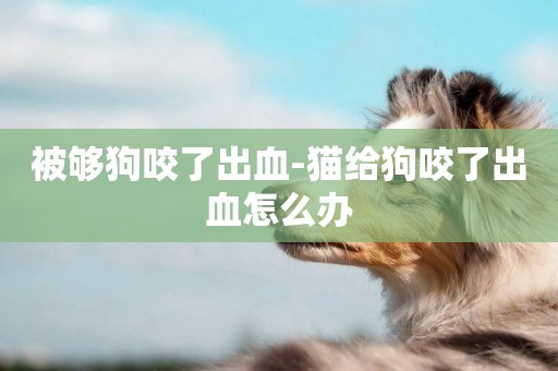 被夠狗咬了出血-貓給狗咬了出血怎么辦