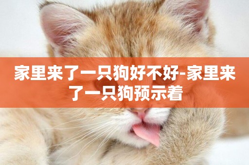 家里來了一只狗好不好-家里來了一只狗預示著