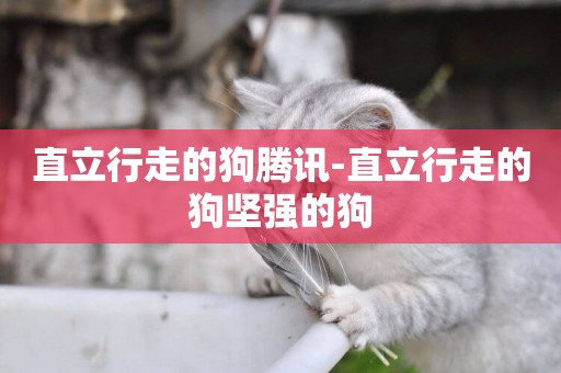直立行走的狗騰訊-直立行走的狗堅強的狗