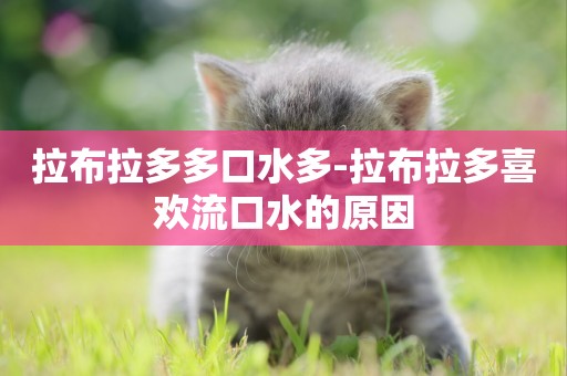 拉布拉多多口水多-拉布拉多喜歡流口水的原因