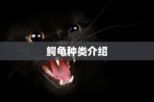 鱷龜種類介紹