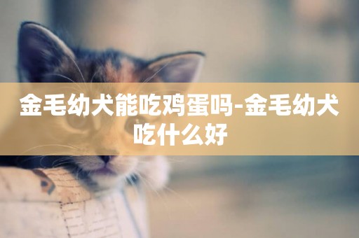 金毛幼犬能吃雞蛋嗎-金毛幼犬吃什么好
