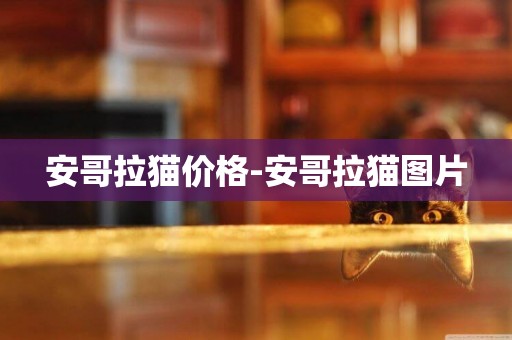 安哥拉貓價格-安哥拉貓圖片