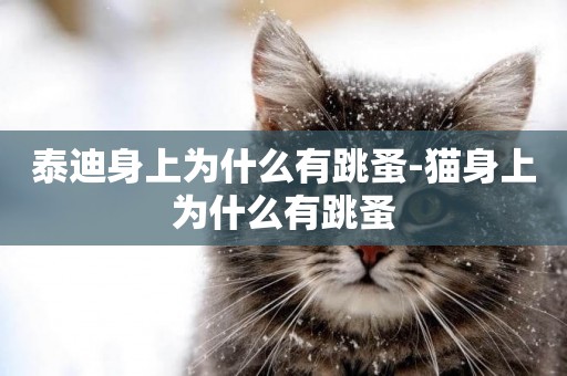 泰迪身上為什么有跳蚤-貓身上為什么有跳蚤