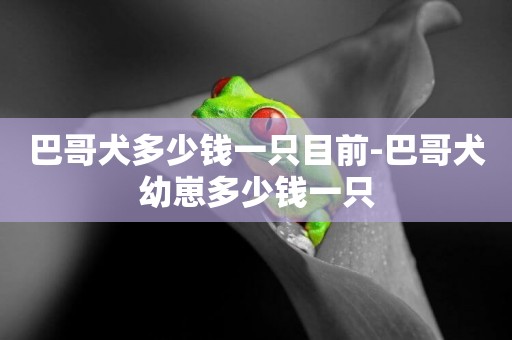 巴哥犬多少錢一只目前-巴哥犬幼崽多少錢一只