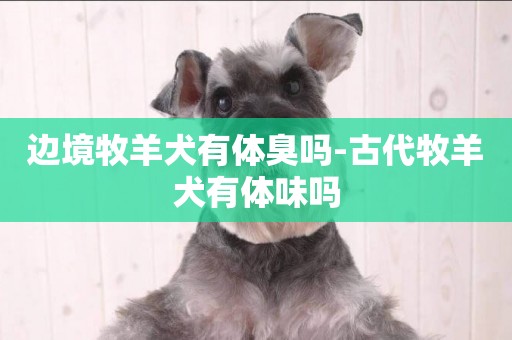 邊境牧羊犬有體臭嗎-古代牧羊犬有體味嗎