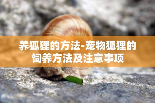 養狐貍的方法-寵物狐貍的飼養方法及注意事項