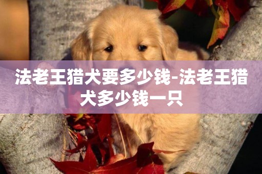 法老王獵犬要多少錢-法老王獵犬多少錢一只