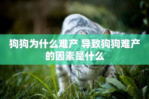 狗狗為什么難產 導致狗狗難產的因素是什么