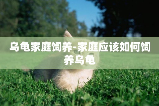 烏龜家庭飼養-家庭應該如何飼養烏龜