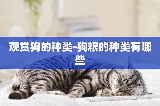 觀賞狗的種類-狗糧的種類有哪些