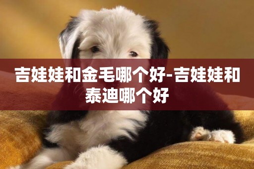 吉娃娃和金毛哪個好-吉娃娃和泰迪哪個好