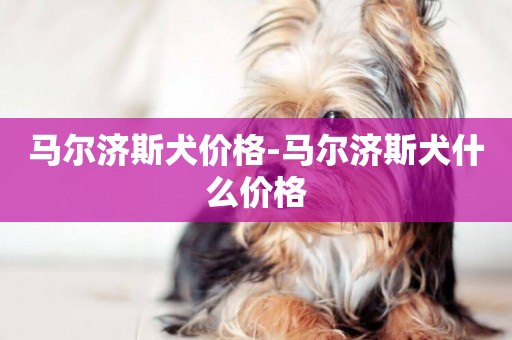馬爾濟斯犬價格-馬爾濟斯犬什么價格