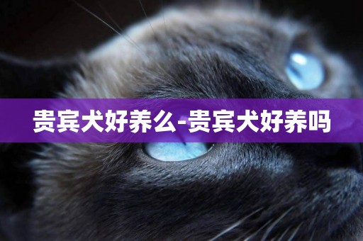 貴賓犬好養么-貴賓犬好養嗎